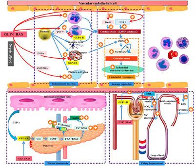 GLP-1 Receptor: A New Target for Sepsis